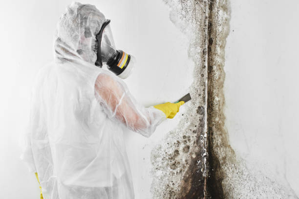 Best Best Mold Removal Companies  in Barboursville, WV