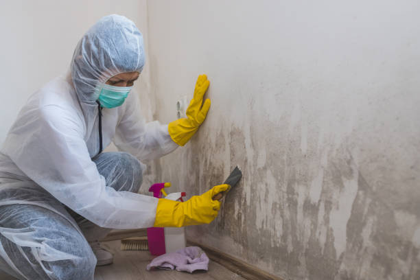 Best Emergency Mold Removal  in Barboursville, WV