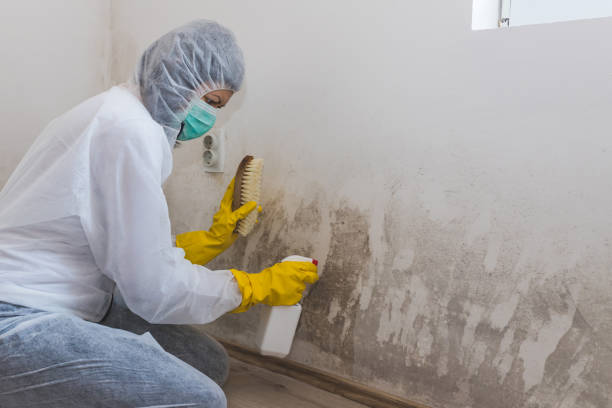Best Mold Remediation  in Barboursville, WV