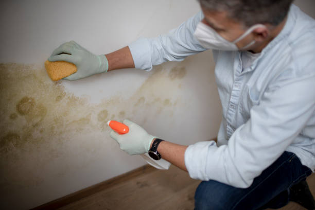 Best Commercial Mold Removal  in Barboursville, WV