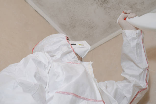 Best Home Mold Removal  in Barboursville, WV