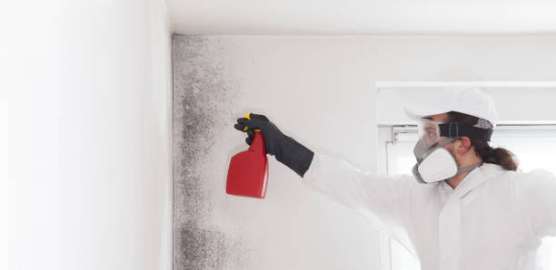 Best Black Mold Removal  in Barboursville, WV