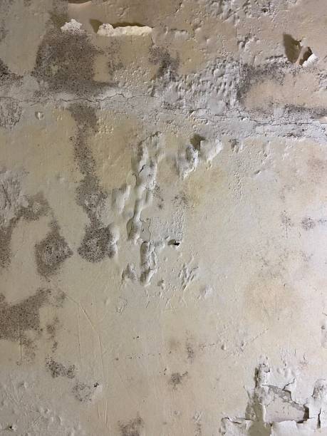 Best Office Mold Removal Services  in Barboursville, WV