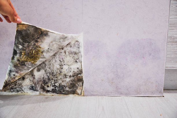 Trusted Barboursville, WV Mold Removal Experts